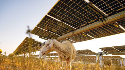 GES arazisinde hayvancılık dönemi... Karapınar GES’in altında biten otlar hayvancılığa açıldı
