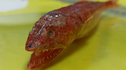 Akdenizde ilk kez görüldü Kızıl lokumun genetik yapıları incelemeye alındı