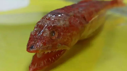 Akdenizde ilk kez görüldü Kızıl lokumun genetik yapıları incelemeye alındı