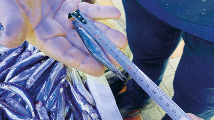 Hamsinin boyu küçüldü