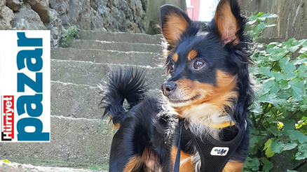 ‘Seni terk edip de gitmek var ama’