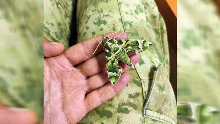 Dikkat Zehirli zakkumla besleniyor