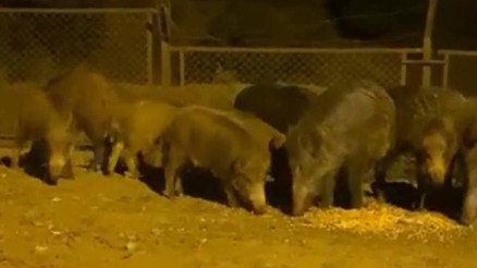 Eyüpsultanda yaban domuzları yol kenarına indi Eyüpsultanda yaban domuzları yol kenarına indi