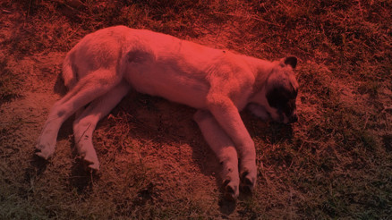 Konyada çiftliğe atılan etten yiyen 3 Kangal köpeği öldü Konyada çiftliğe atılan etten yiyen 3 Kangal köpeği öldü