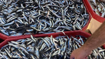Karadeniz hamsisi tezgahlarda