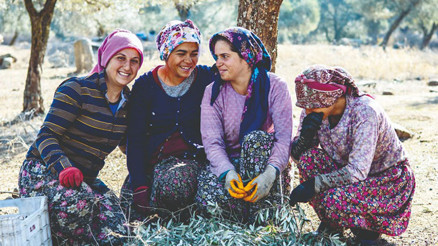 Zeytin ağaçlarımız  kuşaklar boyu yaşasın diye...