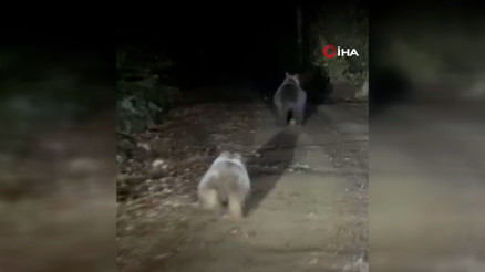 Aracın önünde koşturan anne ve yavru ayı kamerada