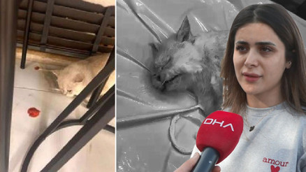 Veteriner kliniğinde ihmal iddiası Pişkin sözler: Sana üç gün içinde yeni kedi verelim