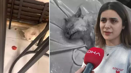 Veteriner kliniğinde ihmal iddiası: Ölen kedisini polis eşliğinde teslim alıp otopsiye gönderdi