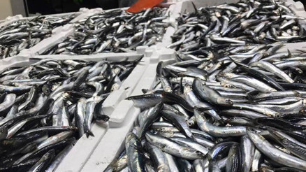 Hamside aşırı avcılık ile yok olma tehlikesi