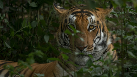 Kaplan saldırısında gözünü kaybetti, hayatını bu hayvanları korumaya adadı... Kaplana çok kızgındım. Ormana dönüp intikam almak istedim