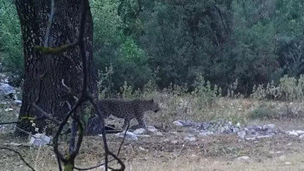 Anadolu parsı yeniden görüntülendi