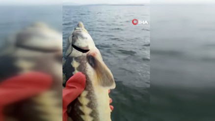 Havyarı 2 milyon lira... Sibirya Mersin Balığı ağlara takıldı