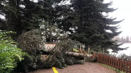 Bolu’da kuvvetli rüzgar; tabiat parkındaki ağaçlar devrildi