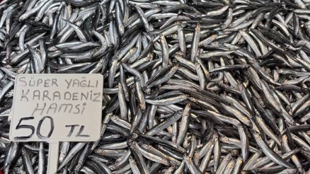 Karadenizde hamsi bollluğu