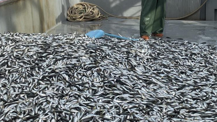 İstavrit bolluğu başladı