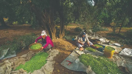 Türkiyenin geleneksel zeytin yetiştiriciliği, UNESCOya alındı