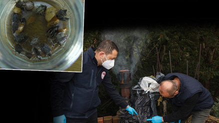 Karadeniz’in yeni kabusu Fındık rekoltesine yüzde 10 zarar verdi... 1 milyar dolarlık kayıp