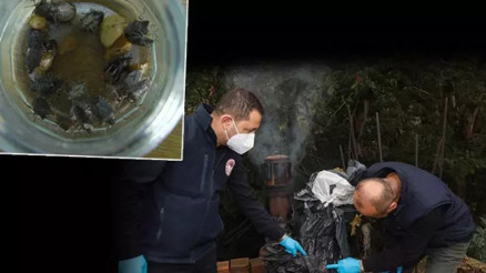 Karadeniz’in yeni kabusu... Fındık rekoltesine yüzde 10 zarar verdi