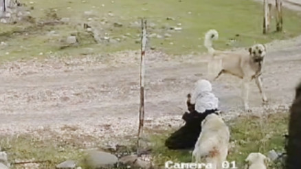 Muşta yolda yürüyen 79 yaşındaki Medine Kızıltaş,  başıboş köpeklerin saldırısına uğradı