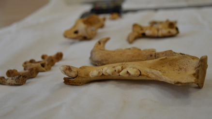 Mardin Kızıltepede bin 500 yıllık kemikler bulundu: Anadolu parsı ve yavrusuna ait...