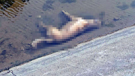 Böyle vahşet görülmedi Onlarcasını zehirleyerek öldürdüler