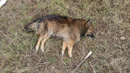 Aydında köpek katliamı: Öldürülen köpek sayısı yükseldi