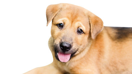 Sokak hayvanı sorununa mercek tuttuk: Kısırlaştır aşılat yaşat