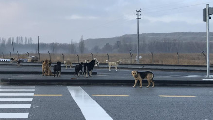 Pandemide kısırlaştırma azaldı sahipsiz köpek sayısı arttı