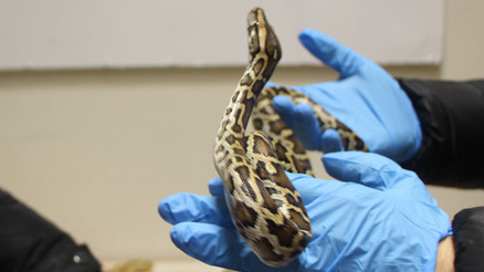 Ticaret Bakanlığı 33 piton yılanının ele geçirildiğini açıkladı