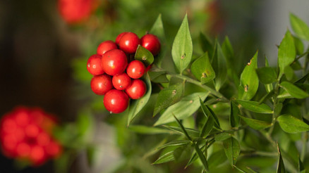 Yılbaşı çiçeği kokina 250 liraya yükselebilir