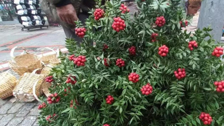 Kokinalara ilgi devam ediyor