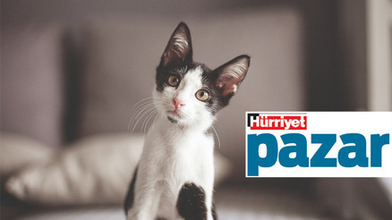 Bu yıl hayvanlar âlemine dair ne öğrendik