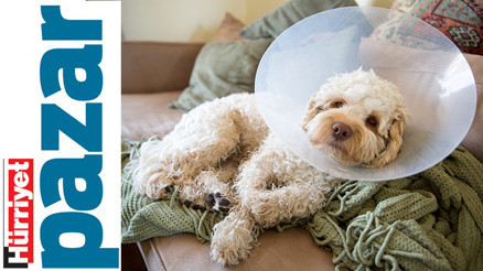 Ah Mimicim, neler geldi başına