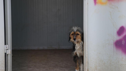 Önce eğitim al sonra sahiplen