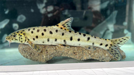 Bakan Yumaklı açıkladı Nesli tükenmek üzere olan Leopar Sazanı, Diclede tespit edildi