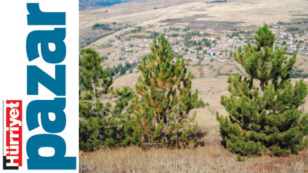 Ağaç dikmek doğaya zararlı olabilir mi