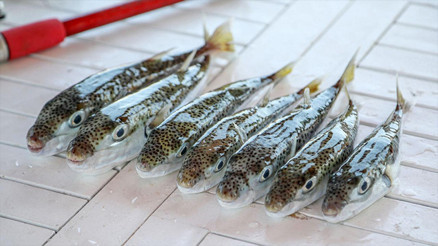 Marmarada balon balığı tehlikesi... Ne hamsi, ne de istavrit kalacak