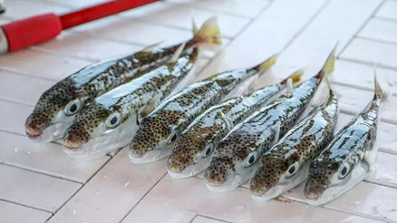 Marmarada balon balığı tehlikesi... Ne hamsi, ne de istavrit kalacak