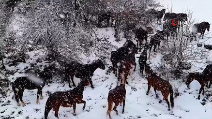 Bolunun meşhur yılkı atları böyle görüntülendi