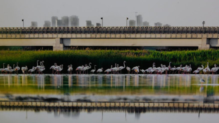 Fransız fotoğrafçının objektifinden Ankara’nın yaban hayatı