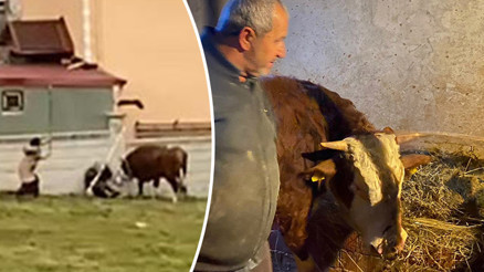 Düzcede boğası bir anda dehşeti yaşattı... Sarılıp öptü: İşkence yapar mıyım Rüzgarım, benim ömrüm Düzcede boğası bir anda dehşeti yaşattı... Sarılıp öptü: İşkence yapar mıyım Rüzgarım, benim ömrüm