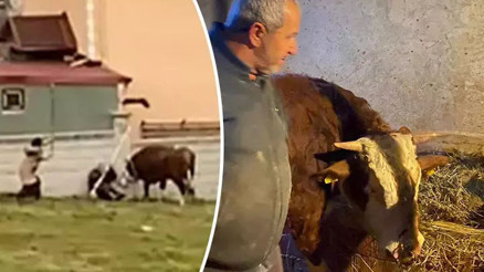 Düzcede boğası bir anda dehşeti yaşattı... Sarılıp öptü: İşkence yapar mıyım Rüzgarım, benim ömrüm Düzcede boğası bir anda dehşeti yaşattı... Sarılıp öptü: İşkence yapar mıyım Rüzgarım, benim ömrüm