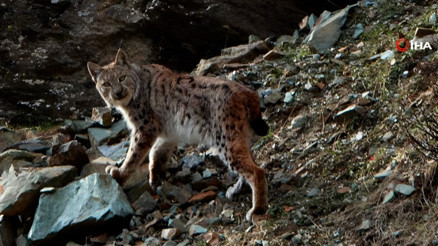 Nesli tükenme tehdidi altındaki vaşak, kameralara adeta poz verdi