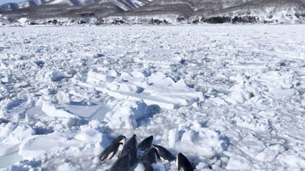 Görüntüler Japonyadan... Katil balinalar buz kütlesine sıkıştı