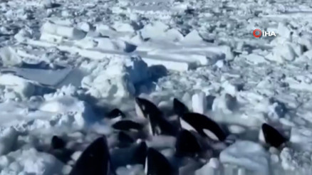 Katil balinalar buz kütlesine sıkıştı