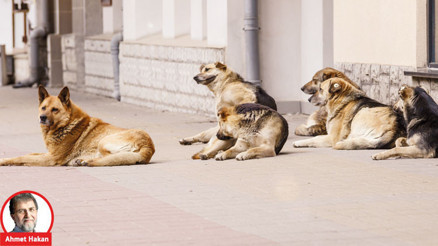 Sahipsiz köpek olayına karşı en somut teklif