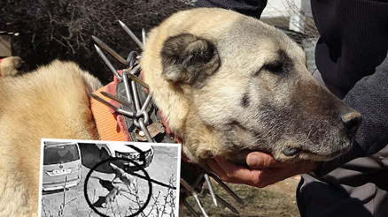 Sivasta kangal köpeklerine kurt önlemi: Çivili tasma Sivasta kangal köpeklerine kurt önlemi: Çivili tasma