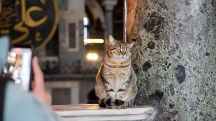 Ayasofya Camii’nin ziyaret katına giren ilk kedi turistlerin yeni Gli’si oldu
