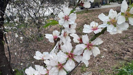 İlk cemre düştü mü Cemre düşme tarihleri...